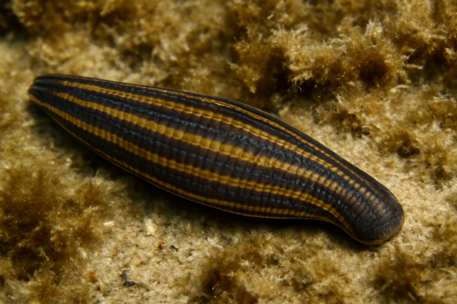 Striped Marine Leech