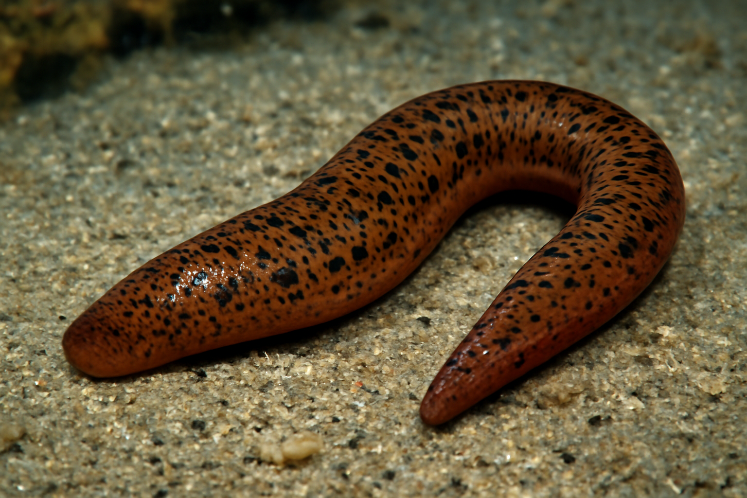 Pacific Ocean Leech