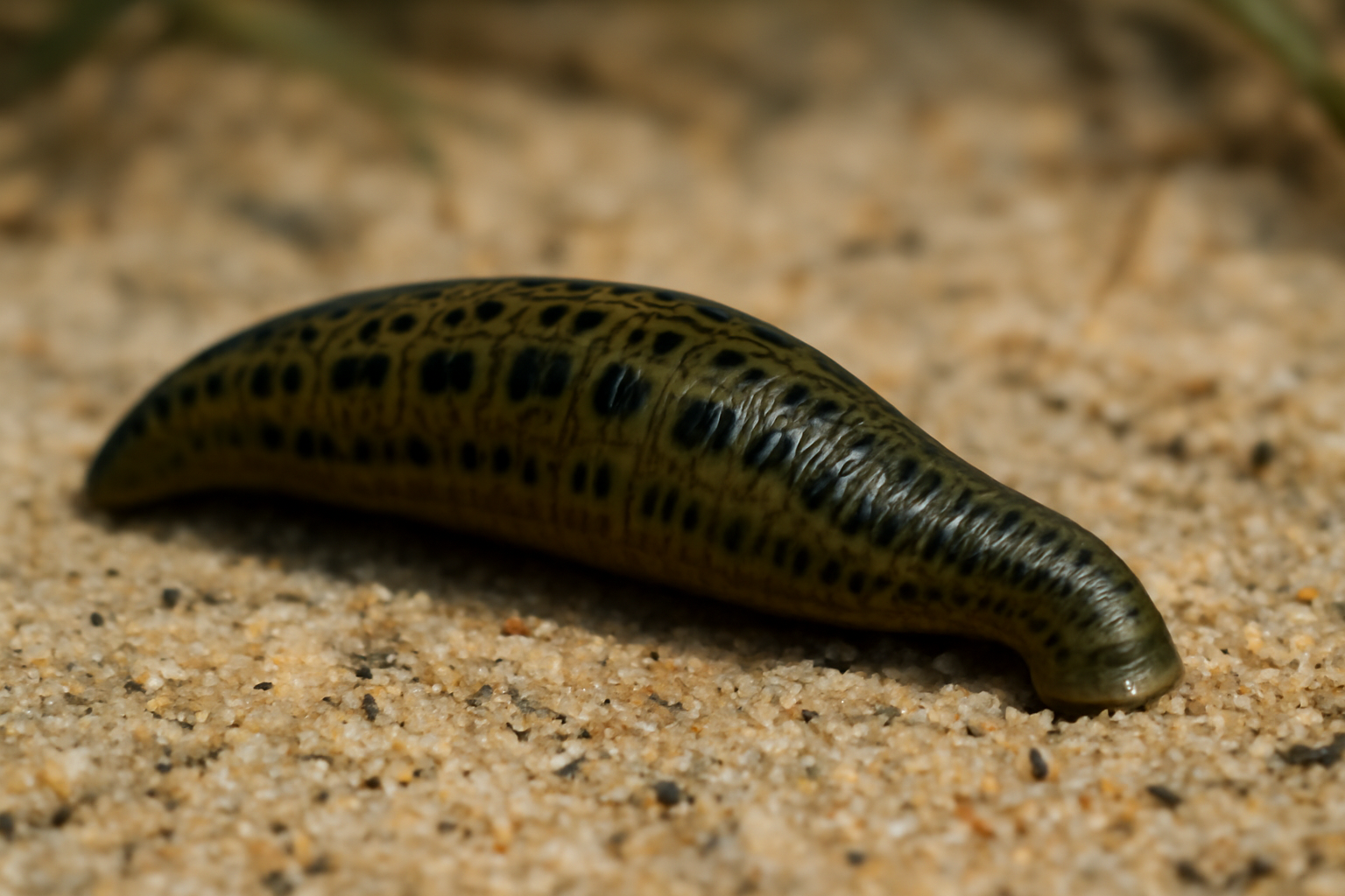 Atlantic Leech