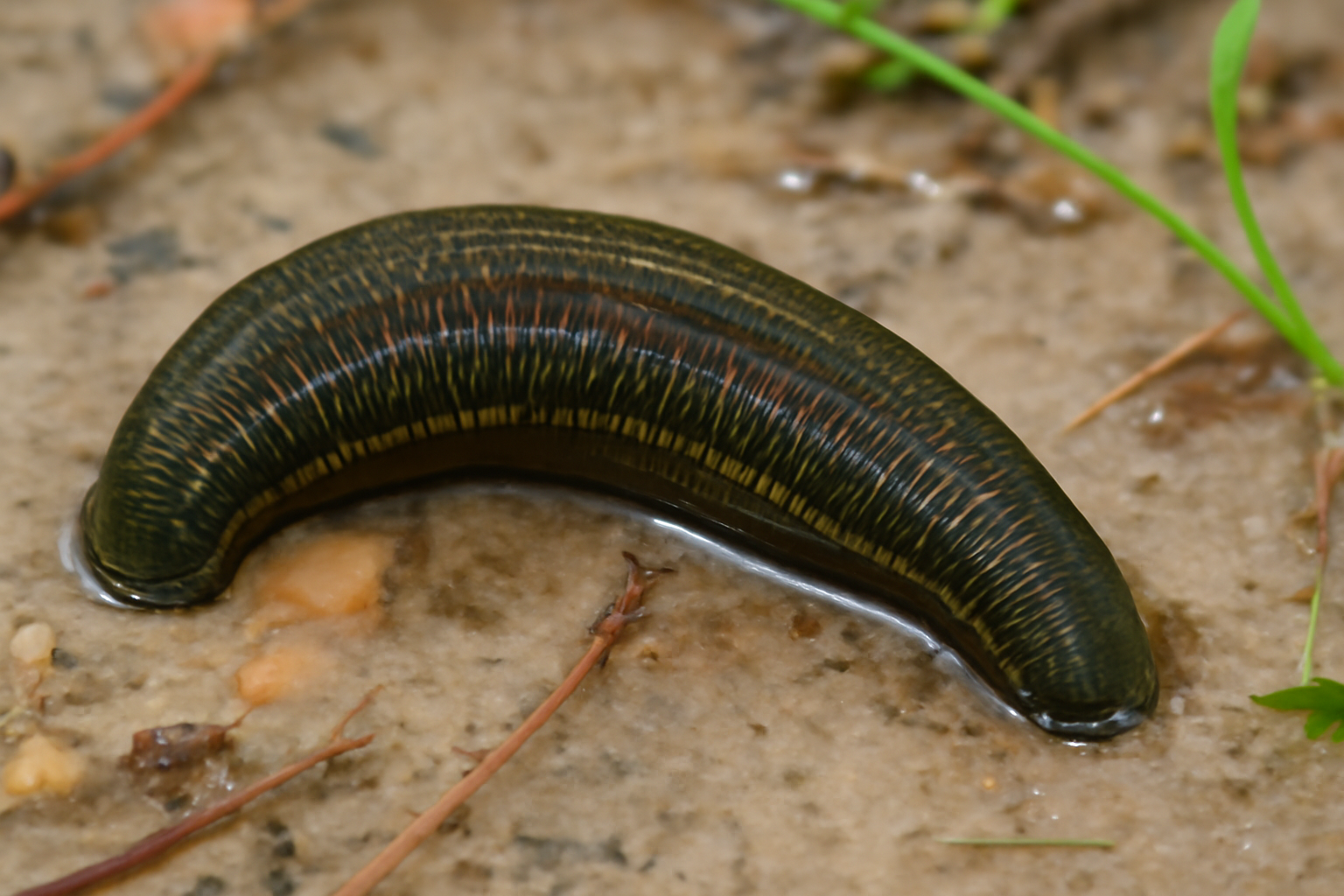 European Leech