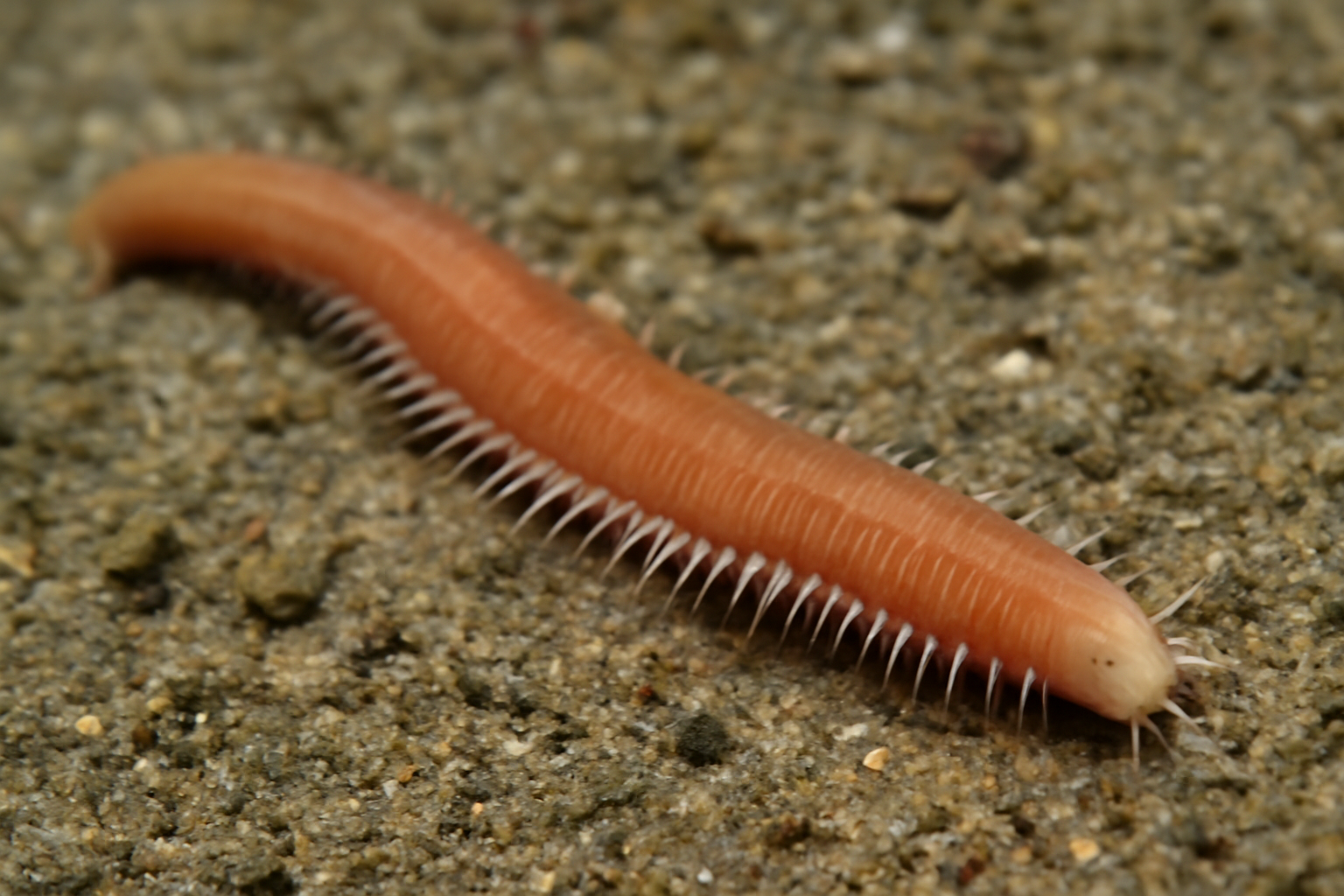 Spotless Smooth Back Worm