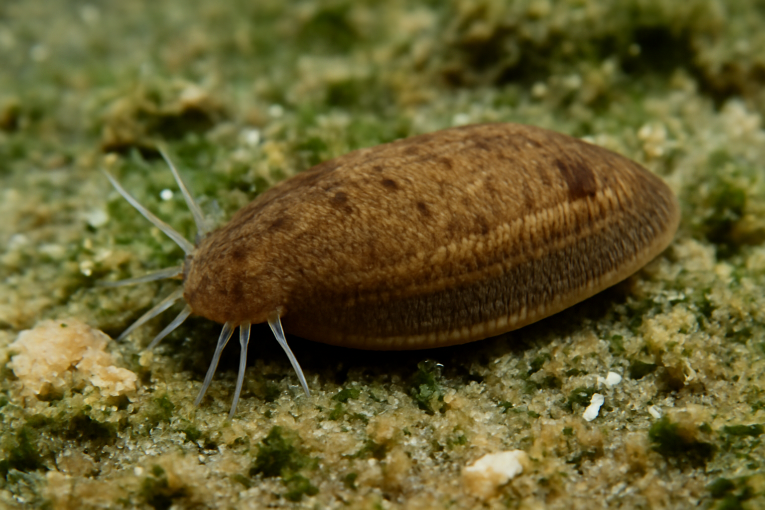 Desserobdella octocirrata