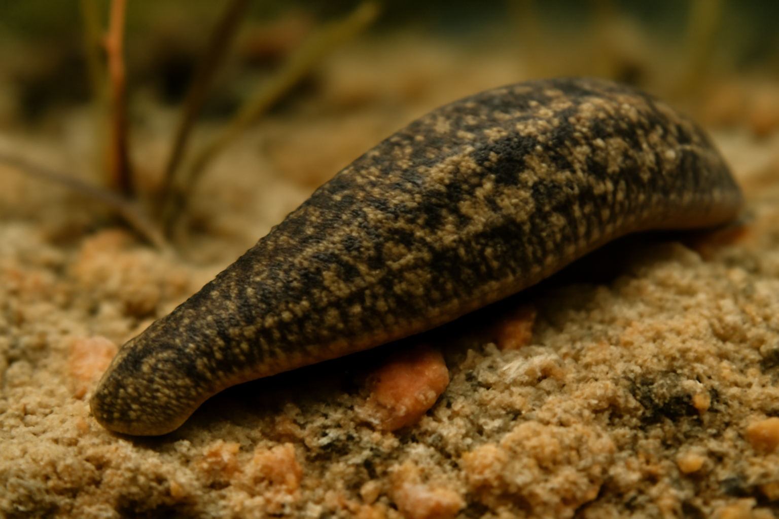Desserobdella australiensis