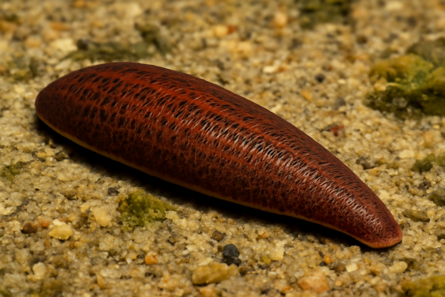 Whitman's Leech