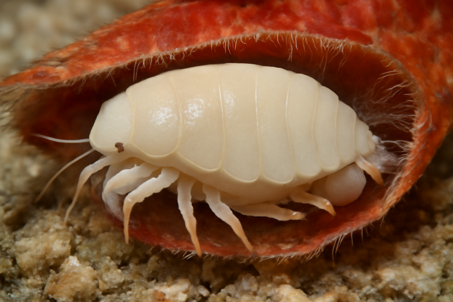 Aporobopyrus curtatus