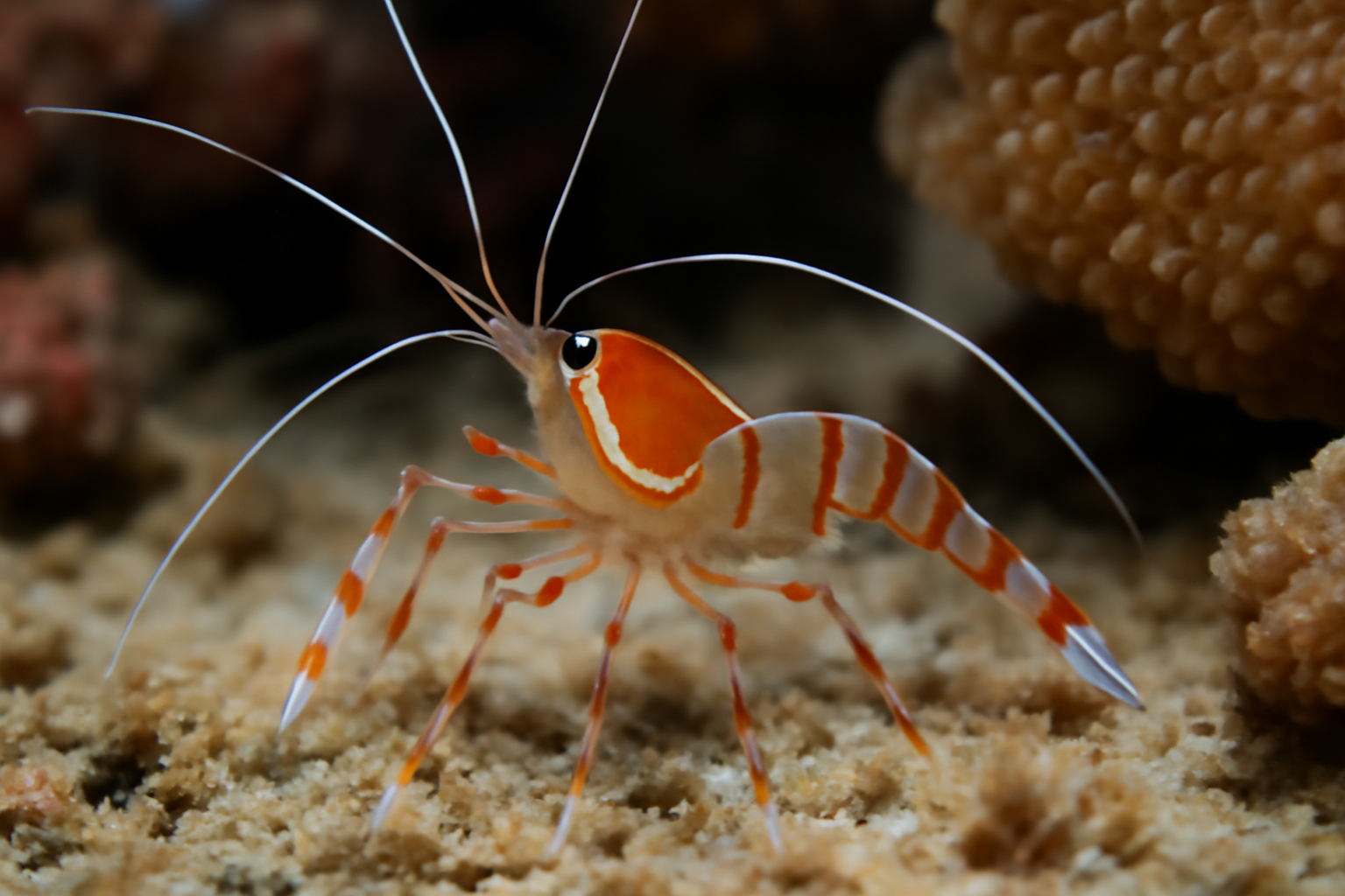 Humpback Cleaner Shrimp
