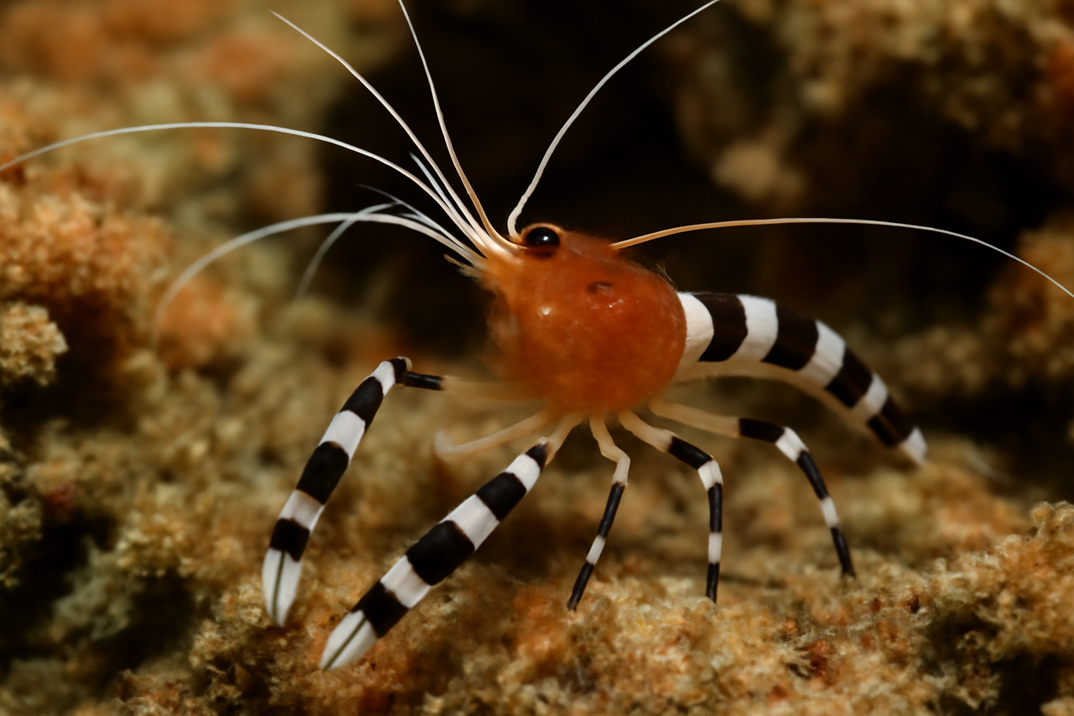 Black Band Cleaner Shrimp