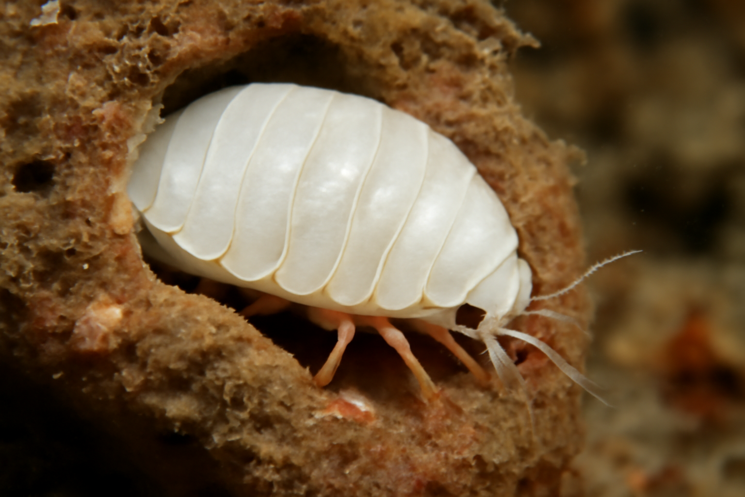 Bopyrella Parasitic Isopod