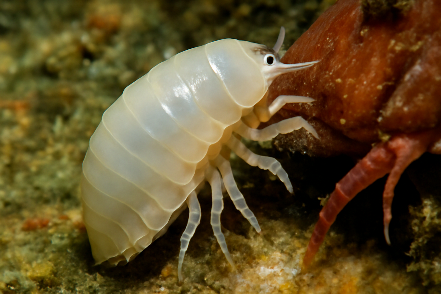 Atlantic Bopyrid