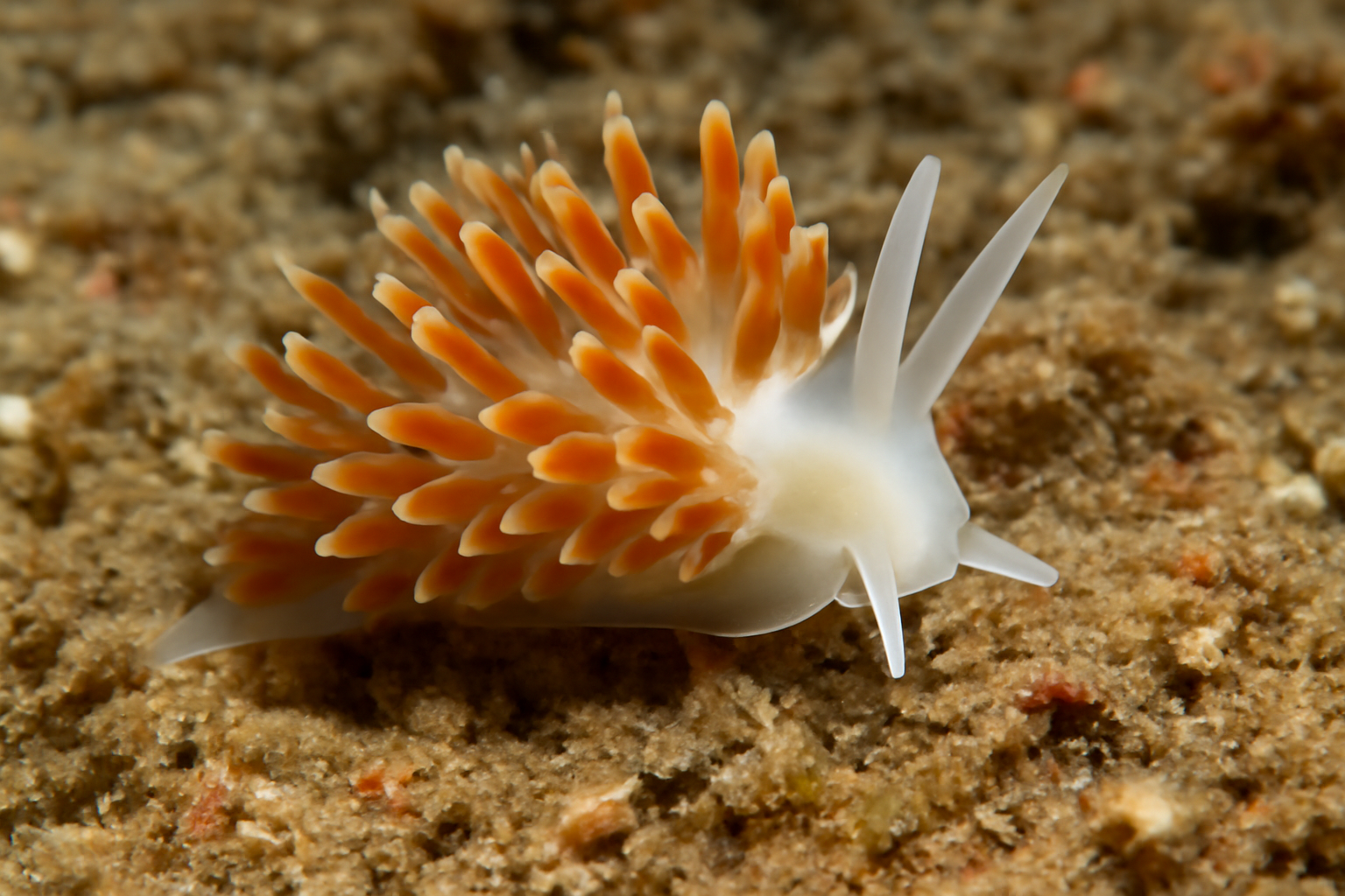 Ionella floridana