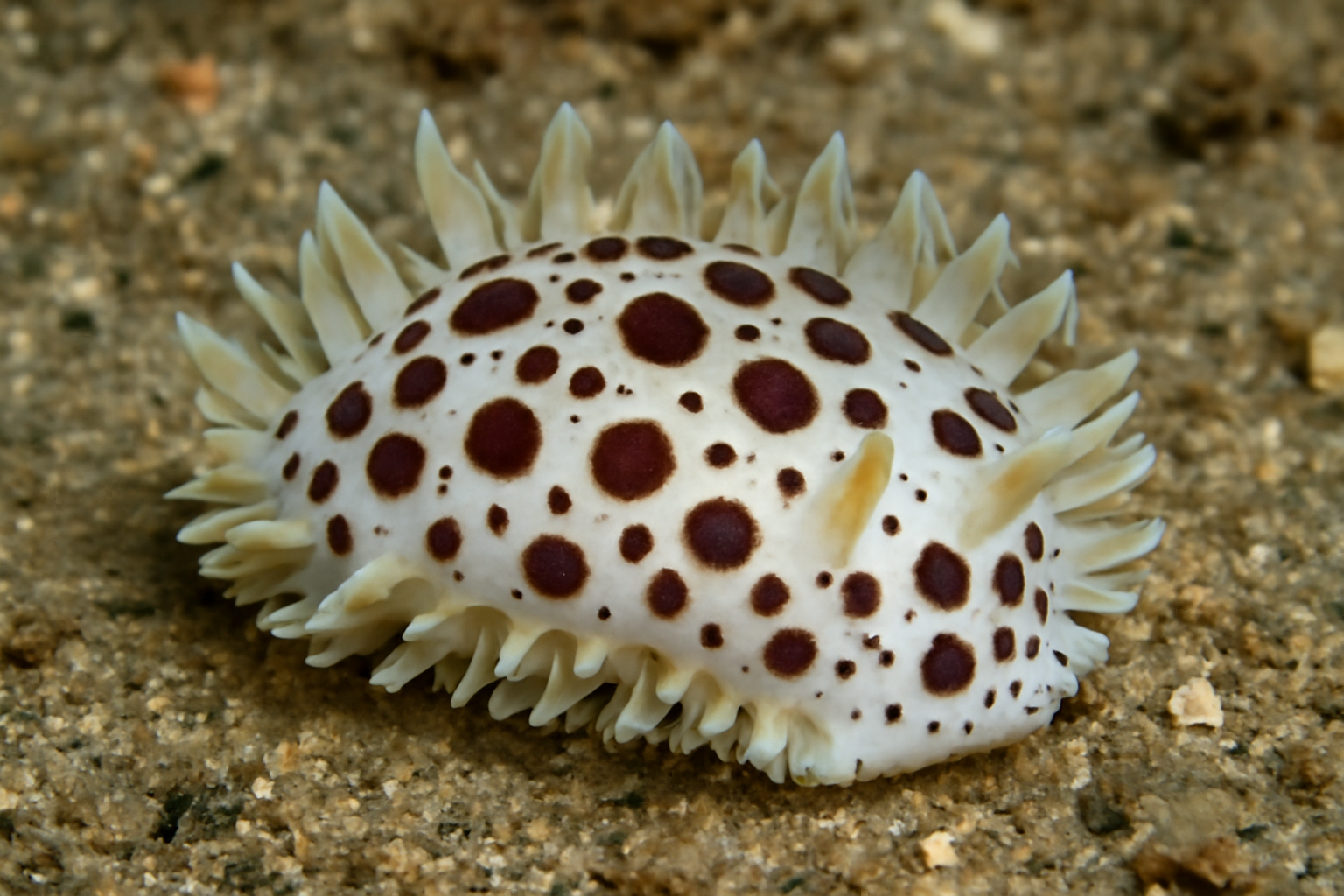 Ionella guttata