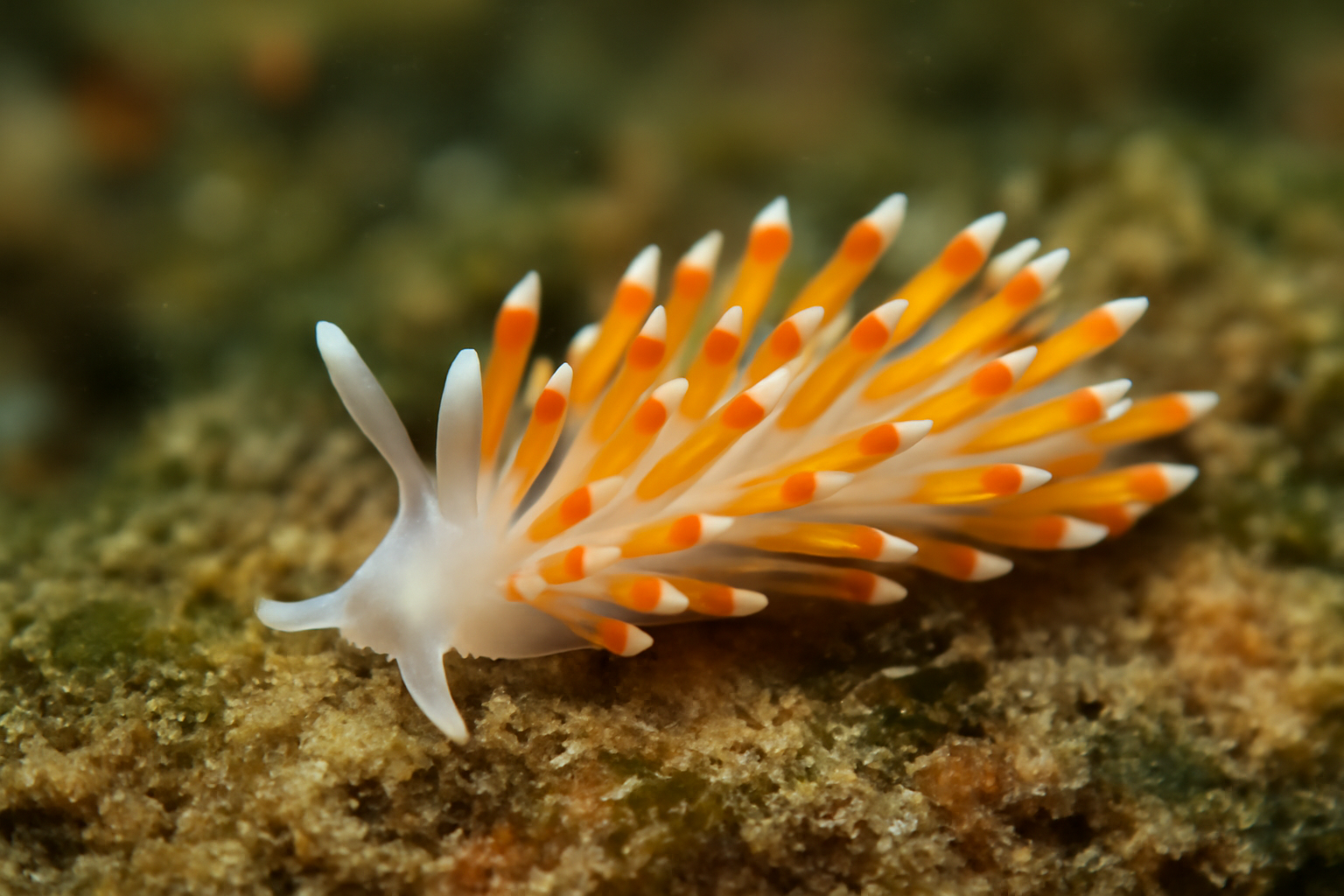 Ionella pulchella