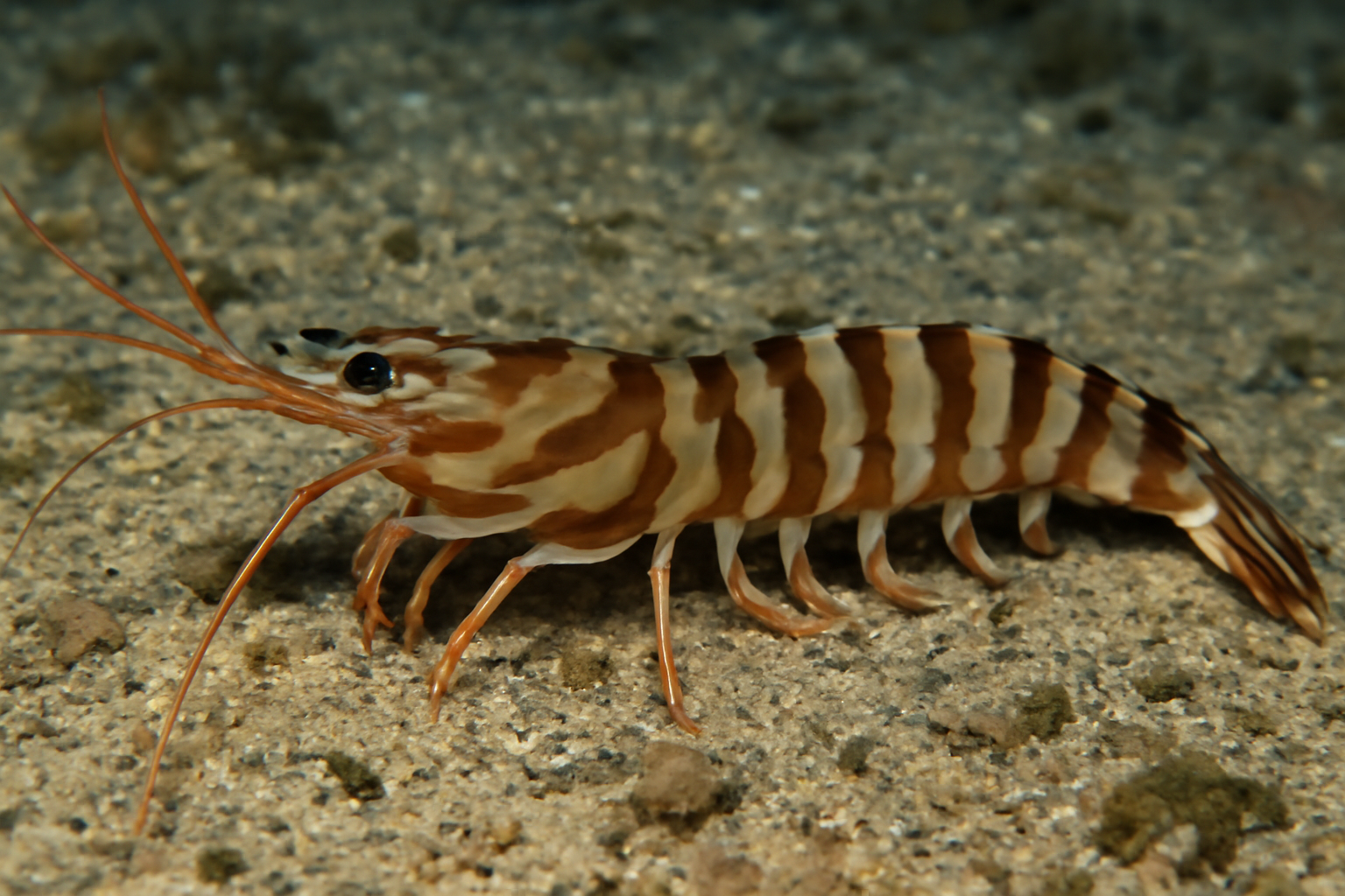 Japanese tiger prawn