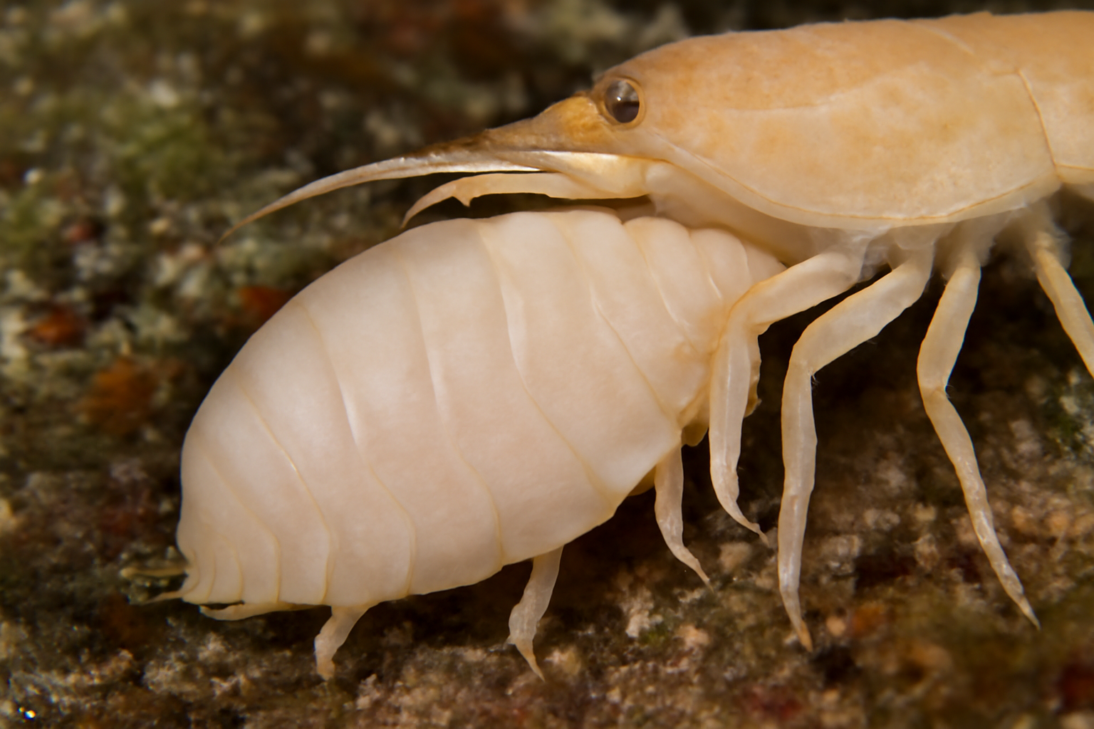 Bopyrid Isopod