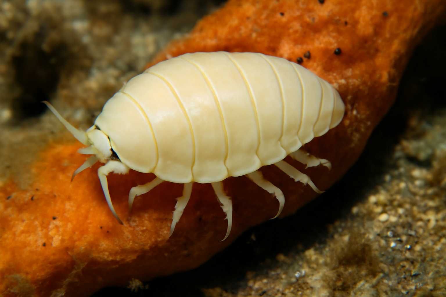 Gulf Bopyrid Isopod