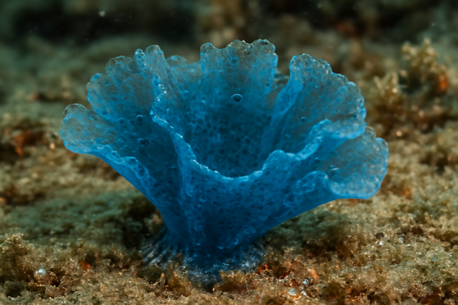 Blue Crellid