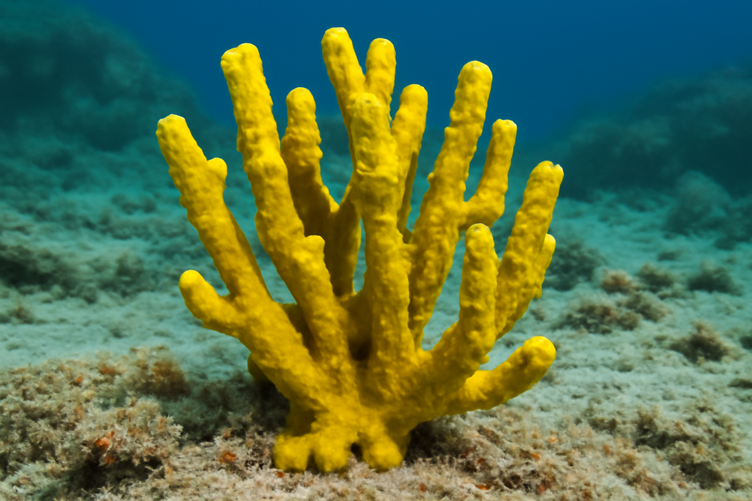 Yellow Tree Sponge