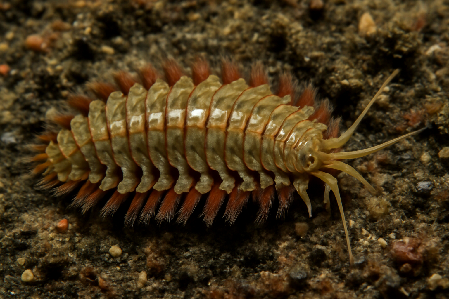 Polynoid Scale Worm