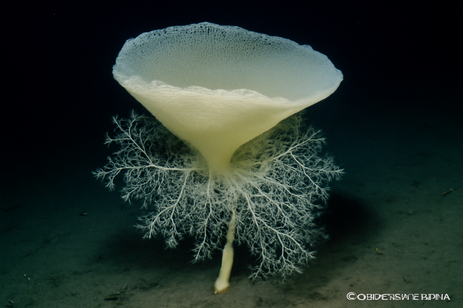 Caulophacus Cyanae