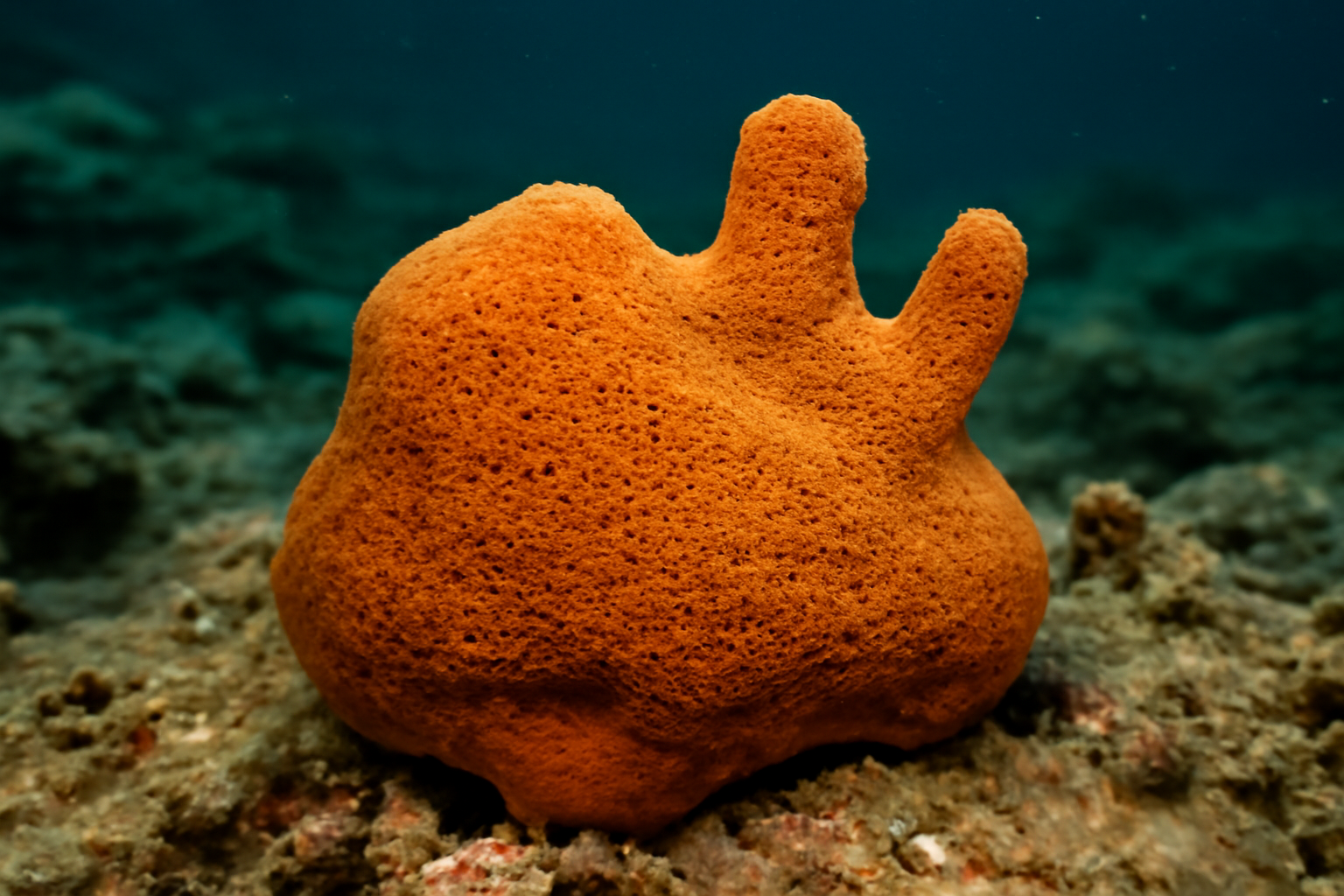 Beyer's Sponge