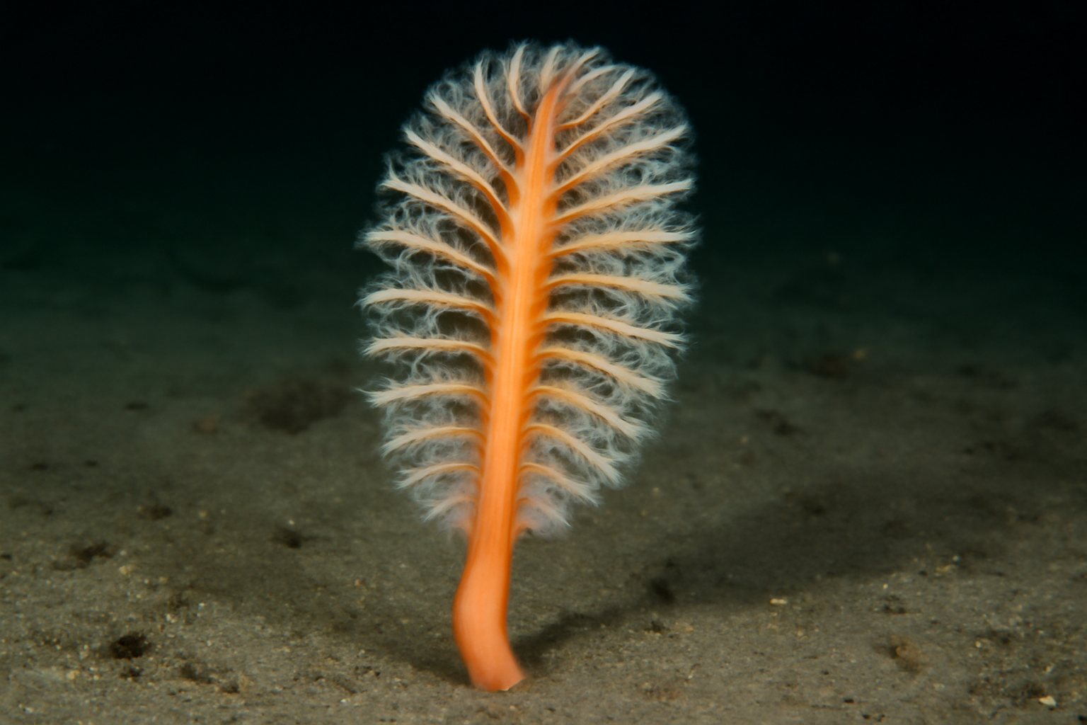 Short Sea Pen