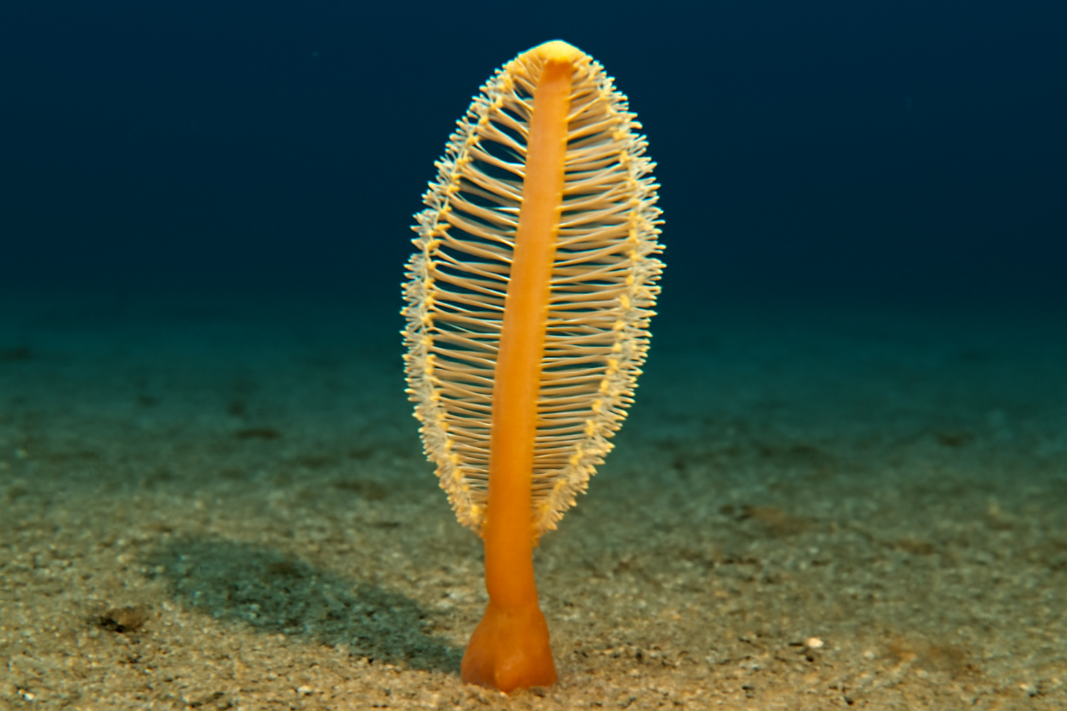 Single-stalked sea pen