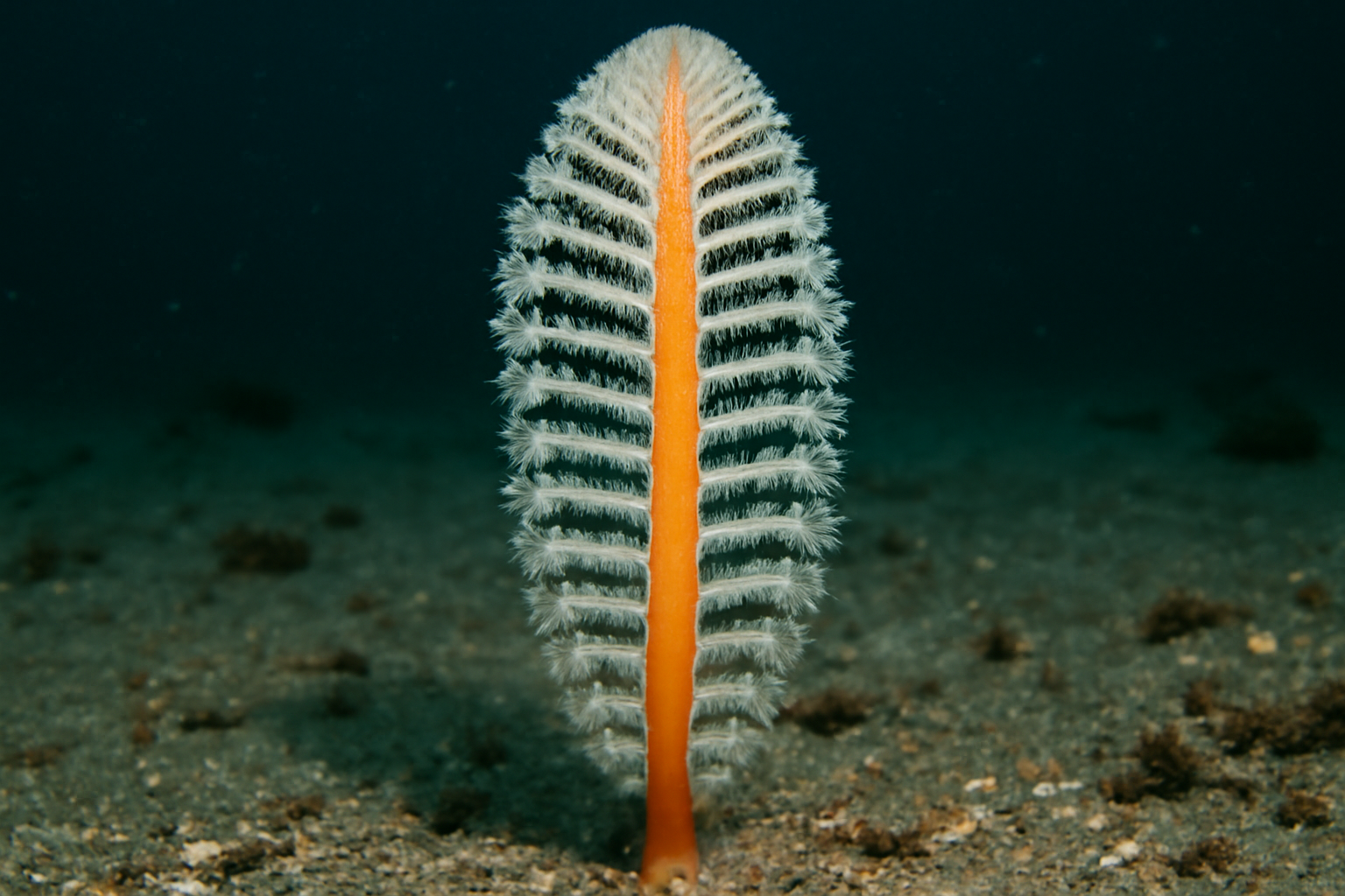 Long-Branch Sea Pen