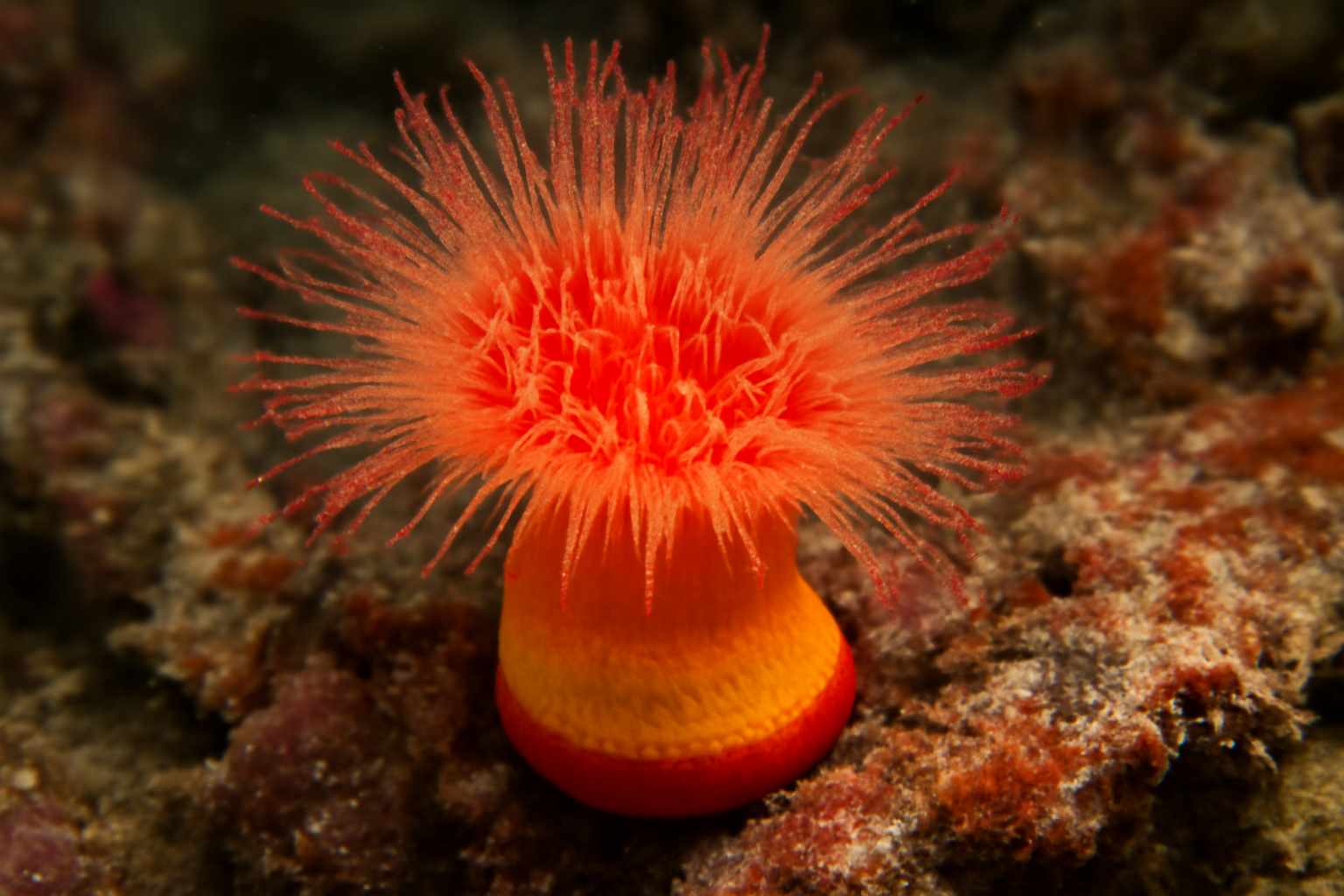 Scarlet and Gold Cup Coral
