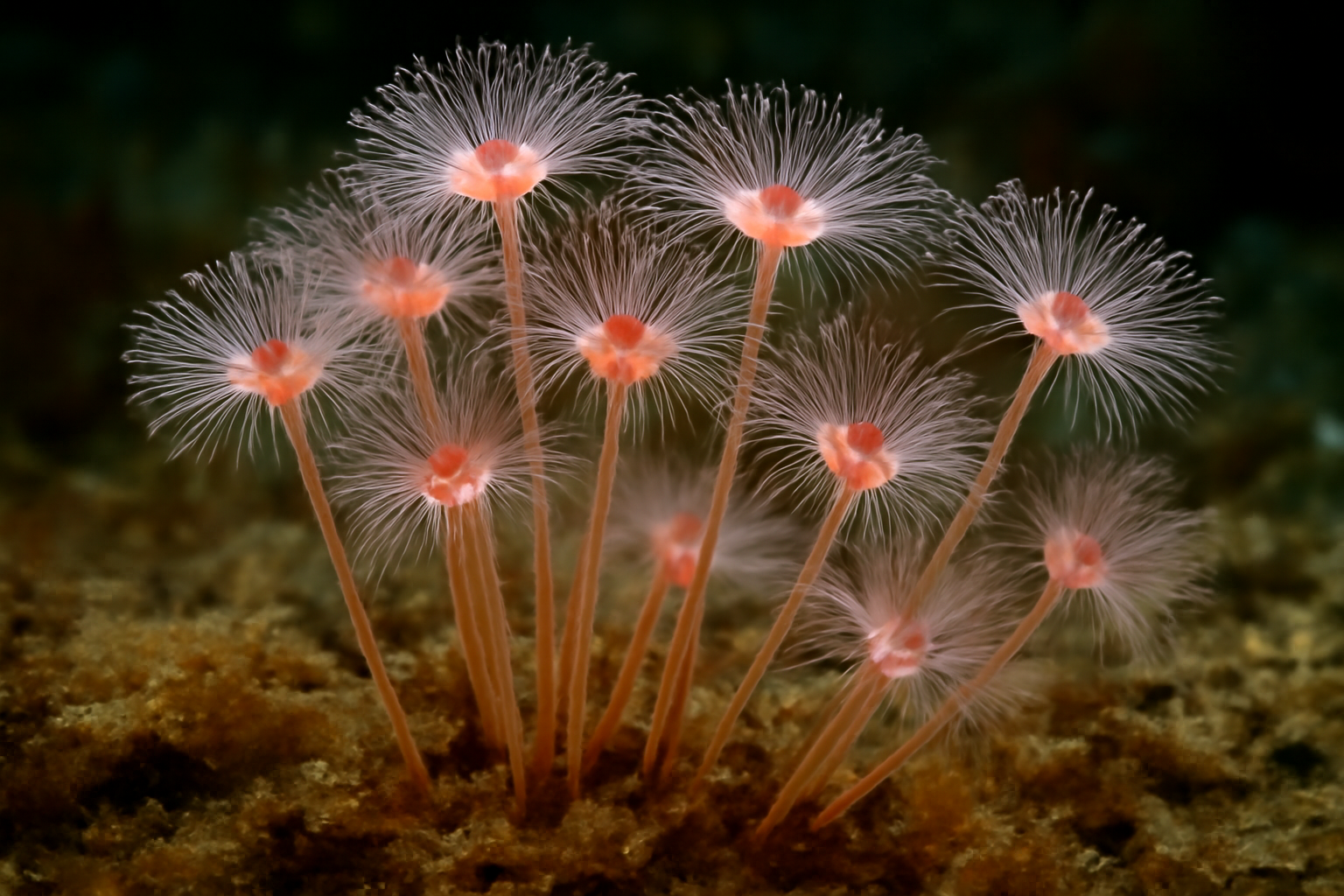 Pacific Tubularia