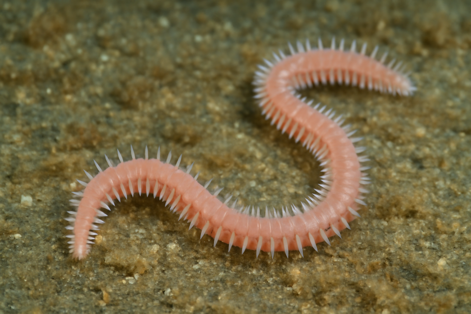 Flexible Solenofilomorph A