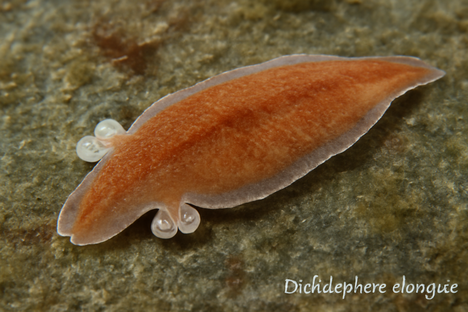 Diclidophora elongata
