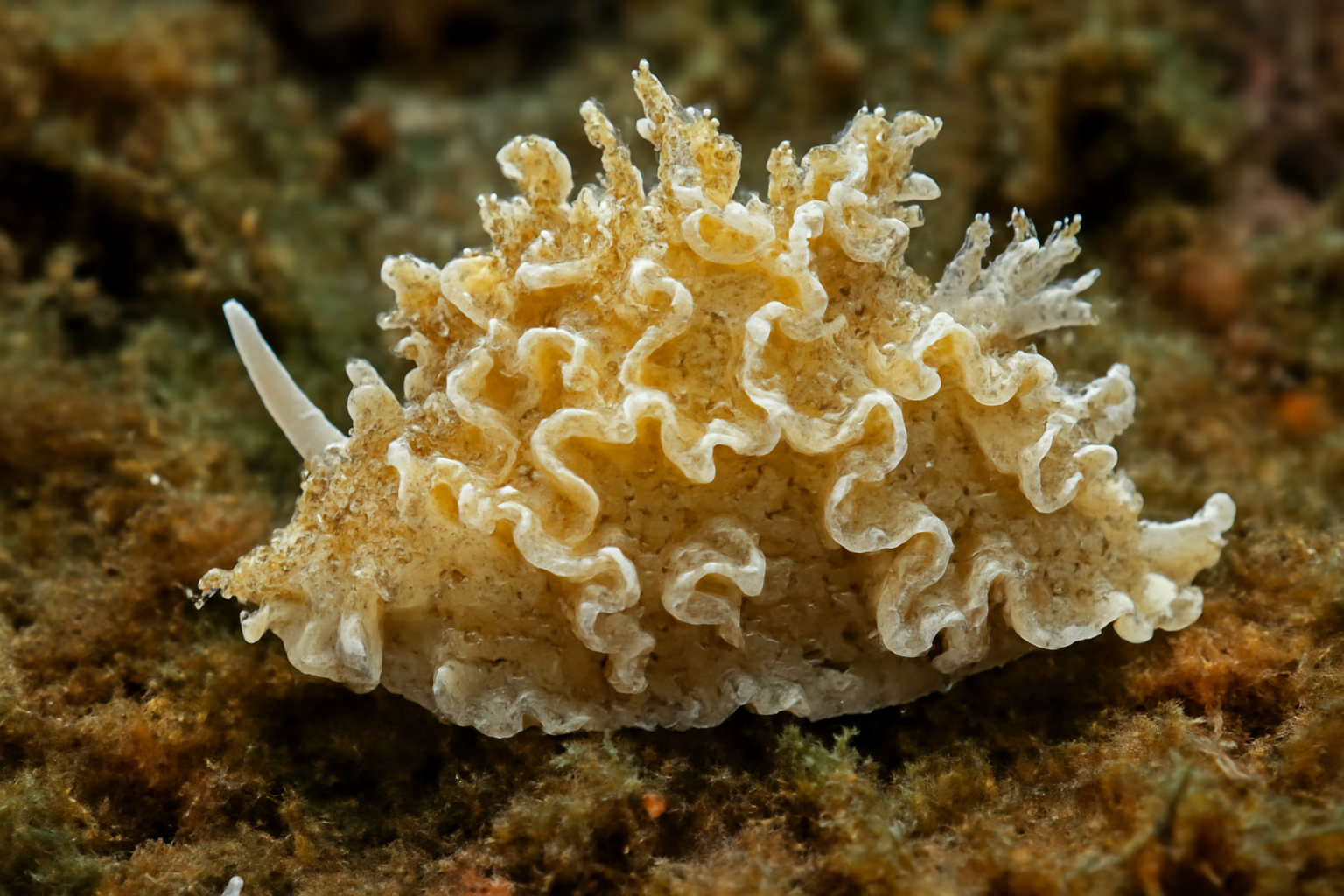 Festooned Sea Slug