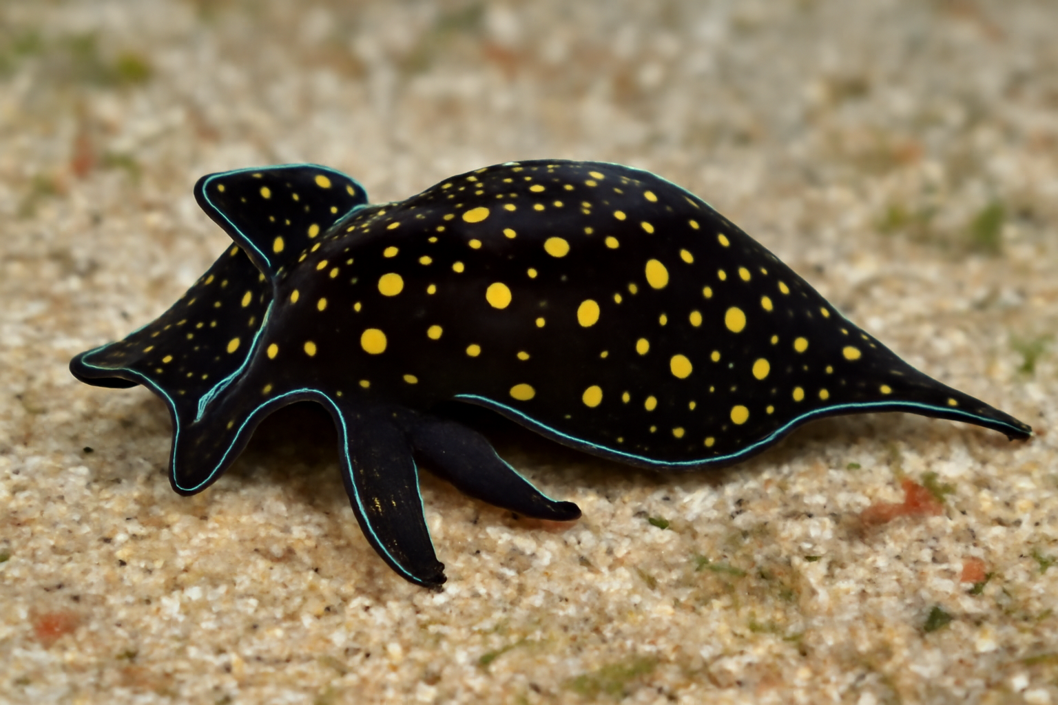 Caribbean Aglaja