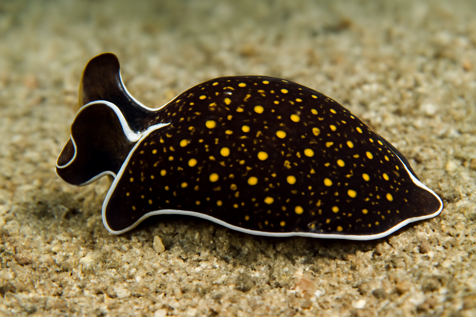 Atlantic Aglaja
