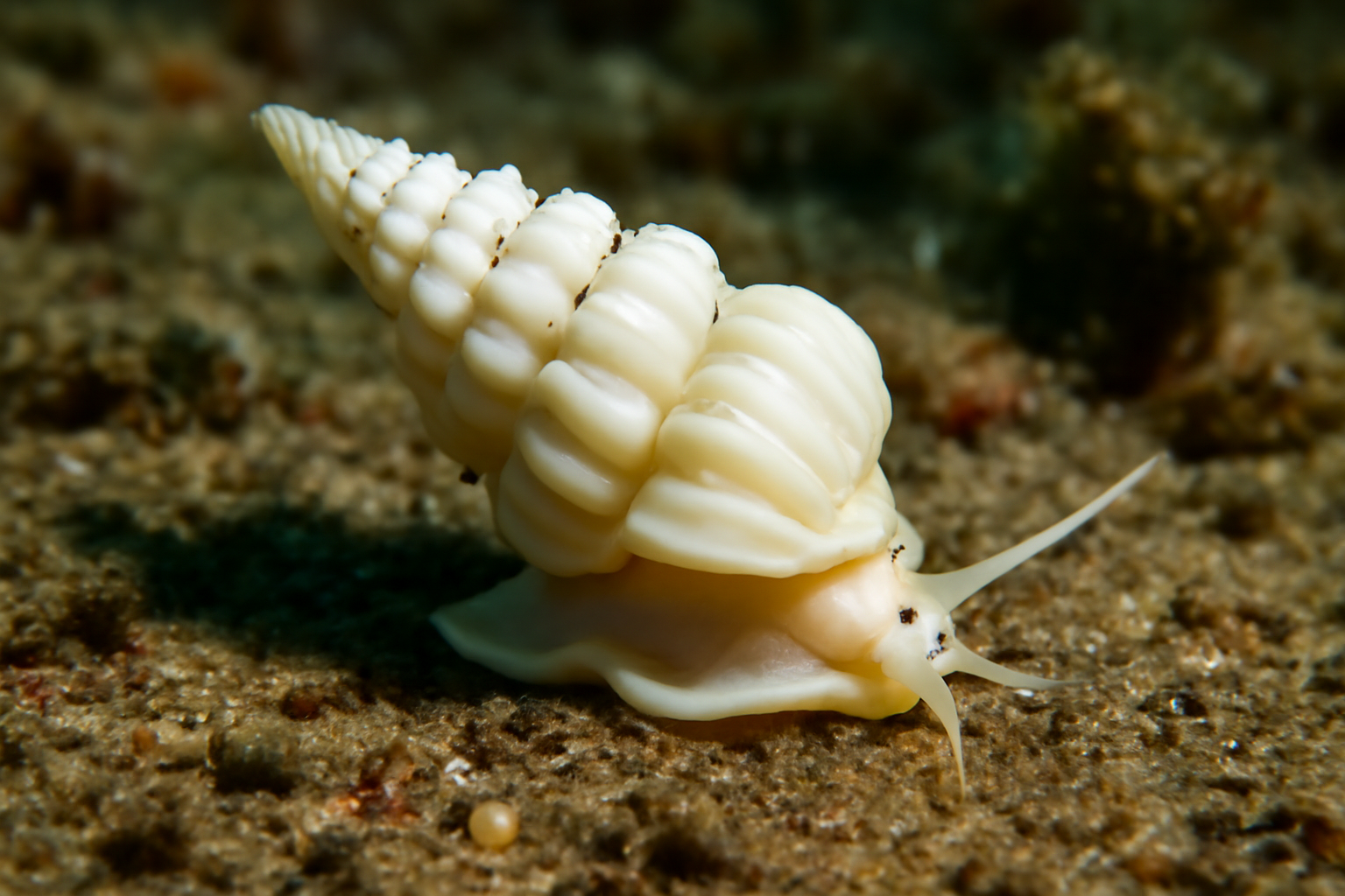 Japanese Wentletrap