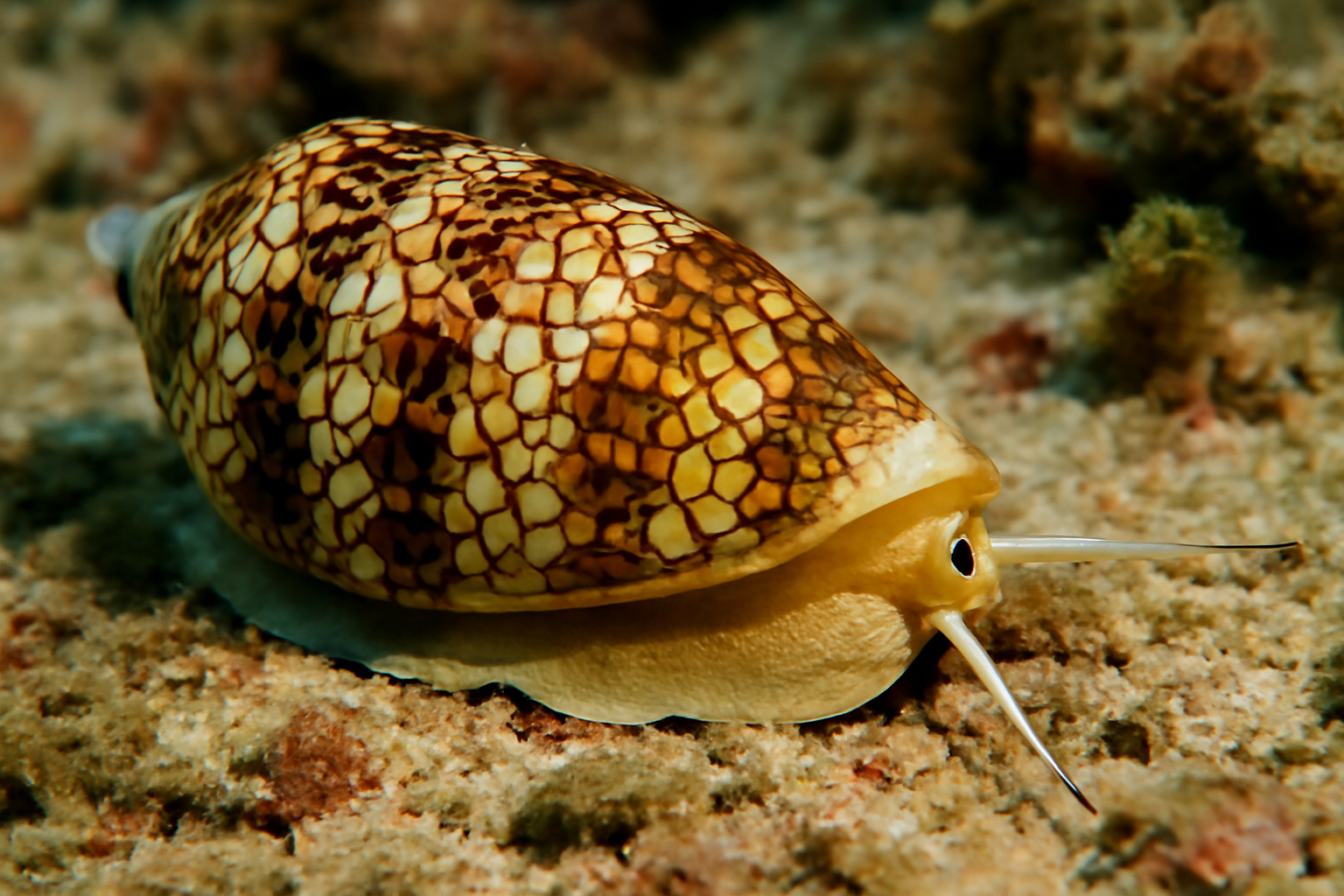 Tessellated Cone Snail