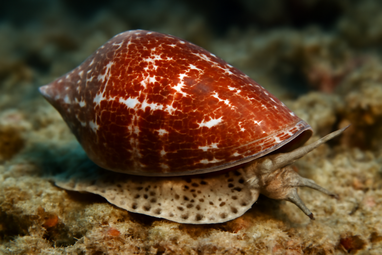 Gaillard Cone Snail