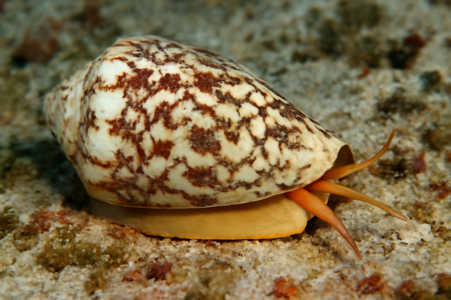 Gaillard's Cone