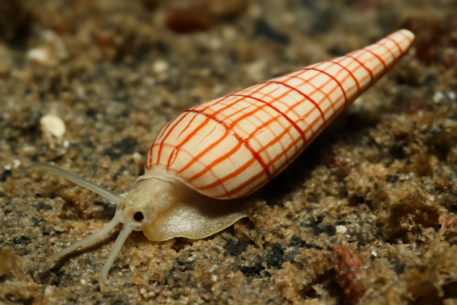 Red-lined Diminutive Auger