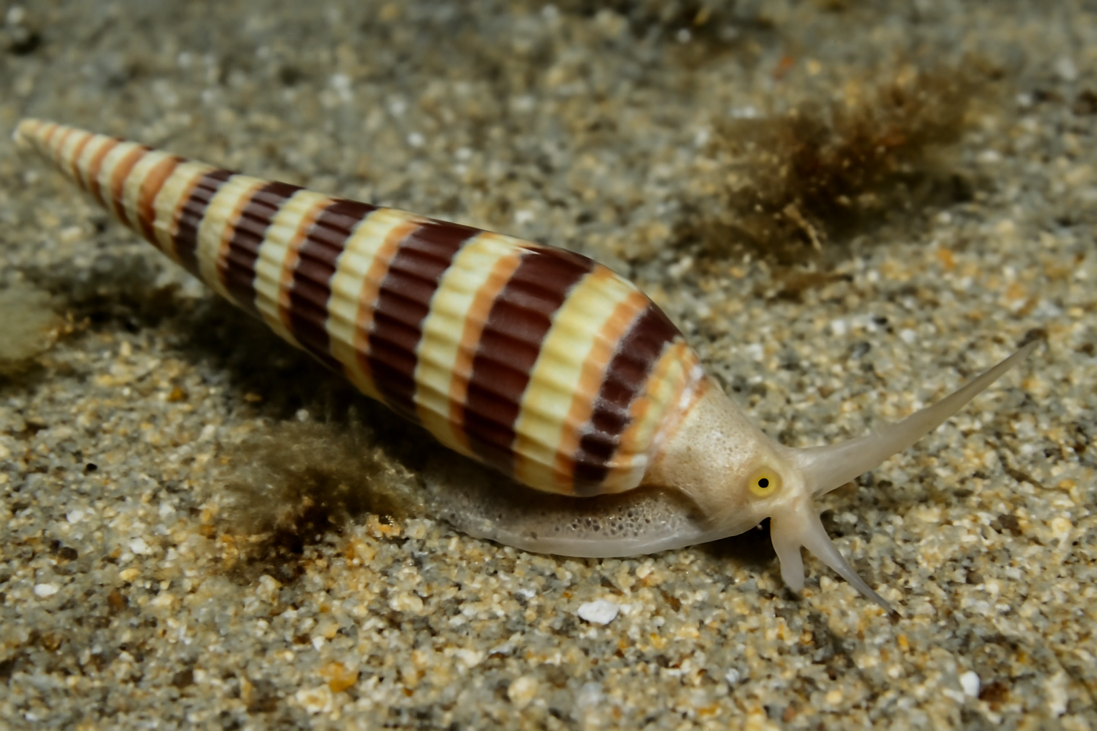 Banded Diminutive Auger