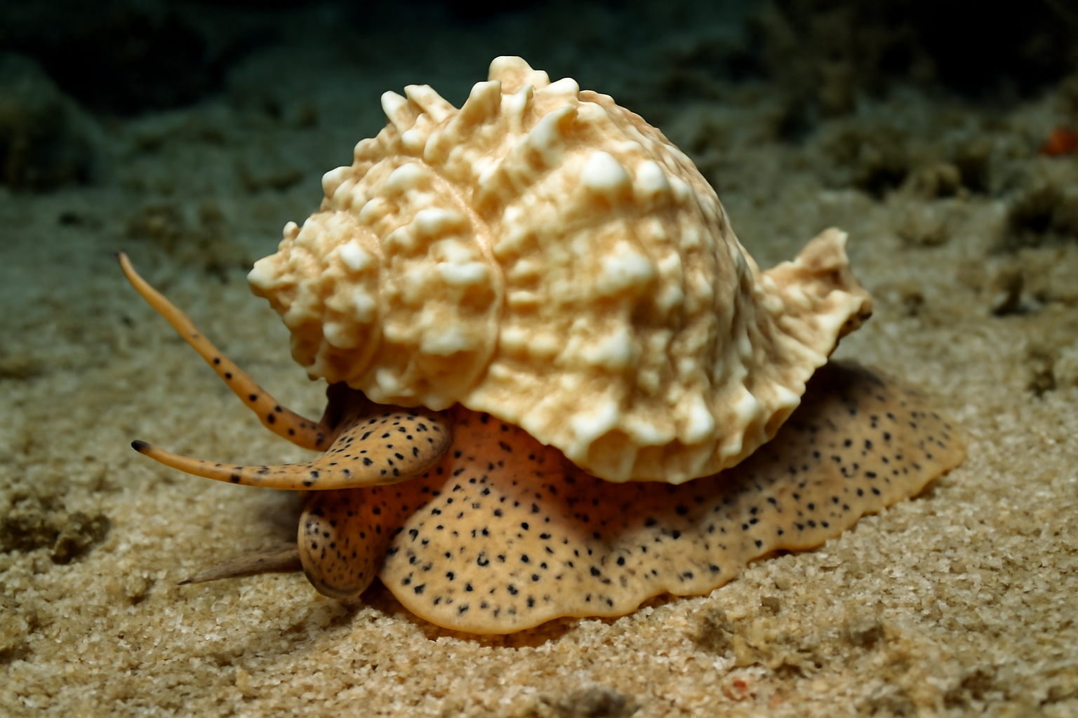 Thick-lipped Frog Shell