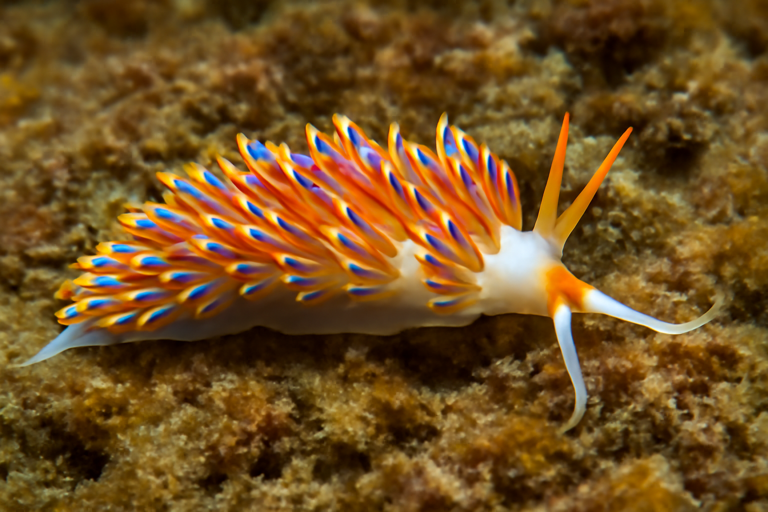 Indo-Pacific Aeolid Nudibranch