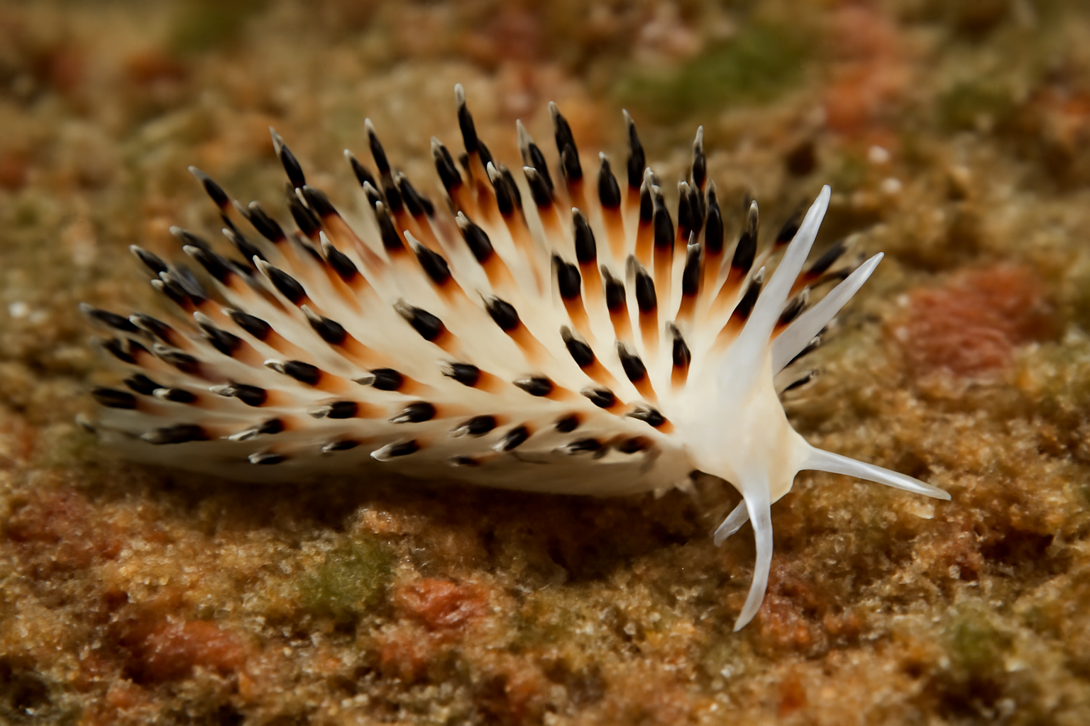 Black-tipped Aeolid