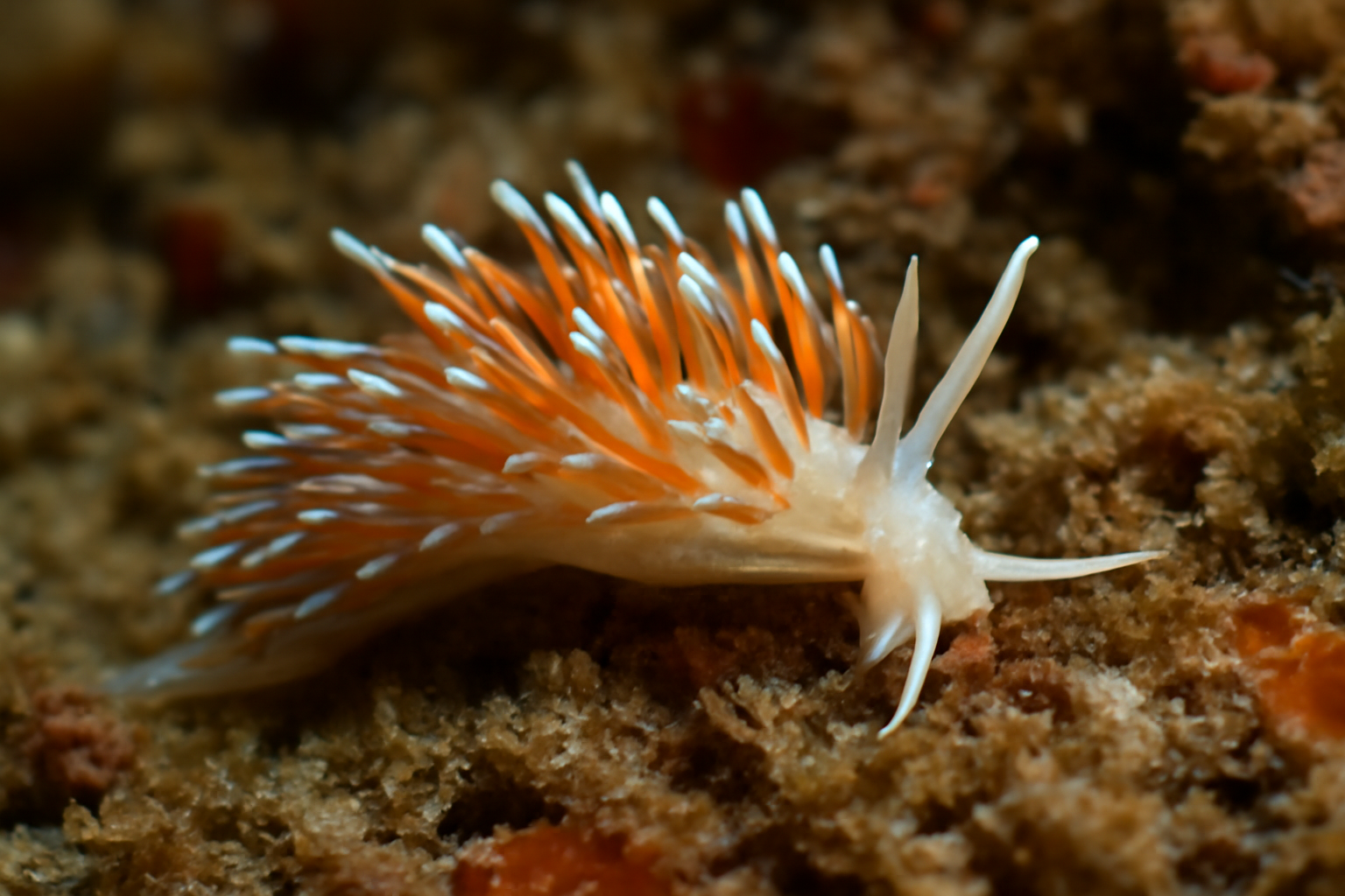 Western Pacific Aeolid