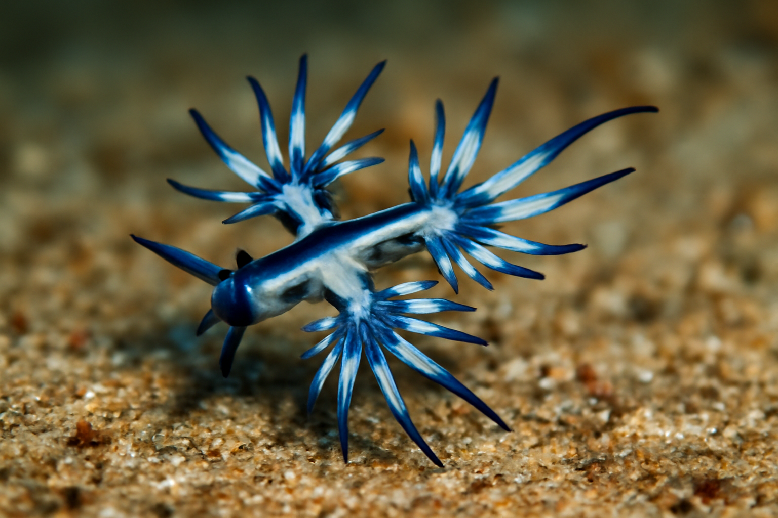 Blue Sea Dragon