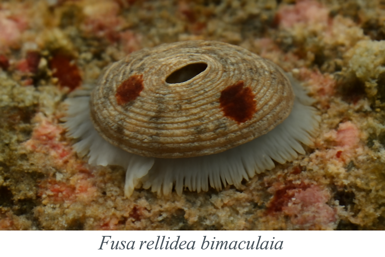 Fissurellidea bimaculata