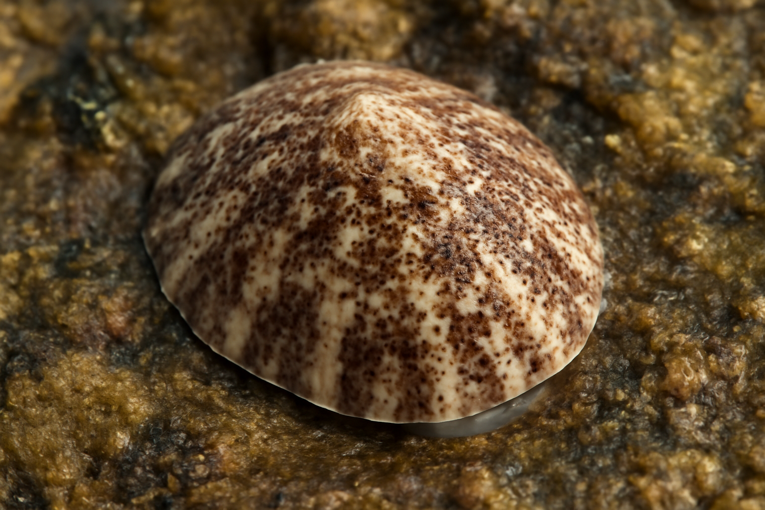 Speckled limpet
