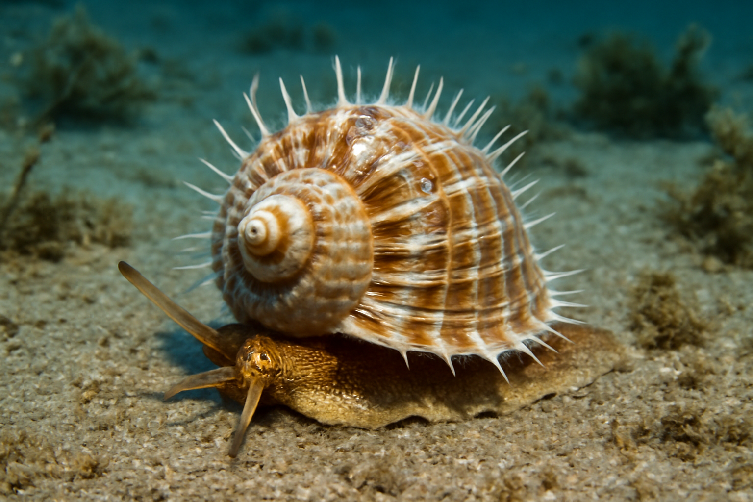 Blunt-toothed Dalium