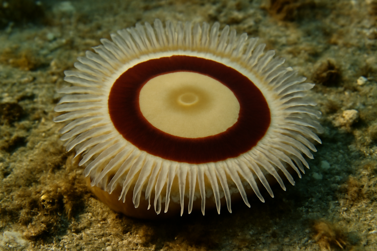 Brown Ring Dalium