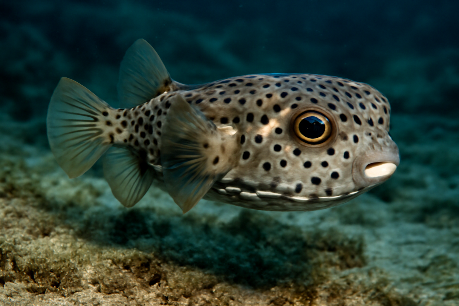 Spotted Dalium